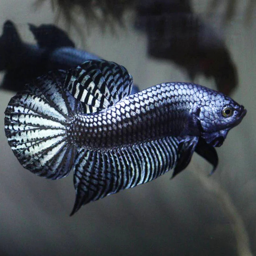 Gray Alien Male Betta (pack of 5)