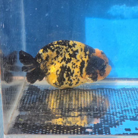 (RAN-12) Tiger Ranchu High Quality Wholesale Bag - Pick Size and Quantity in Bag