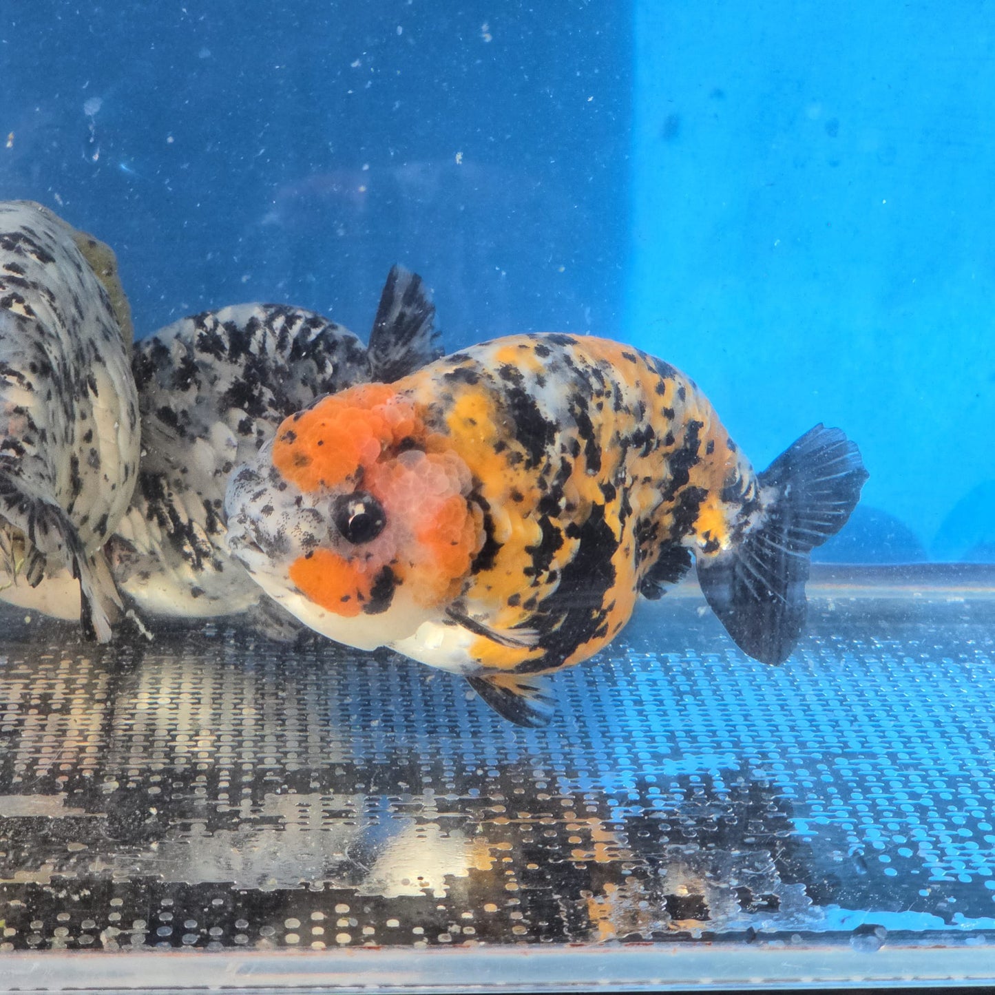 (RAN-12) Tiger Ranchu High Quality Wholesale Bag - Pick Size and Quantity in Bag