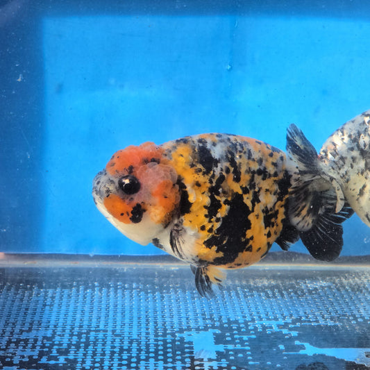 (RAN-12) Tiger Ranchu High Quality Wholesale Bag - Pick Size and Quantity in Bag