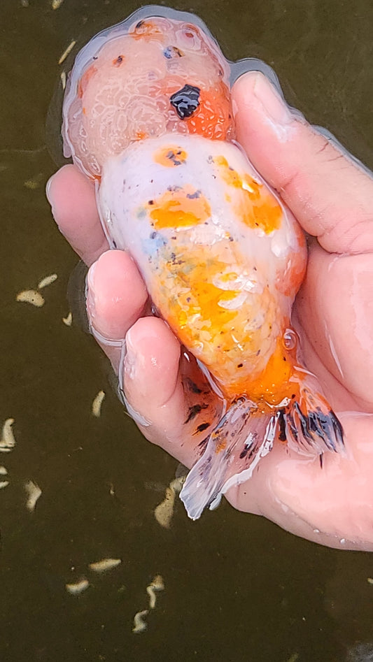 (RAN-10) Sakura Ranchu High Quality Wholesale Bag - Pick Size and Quantity in Bag