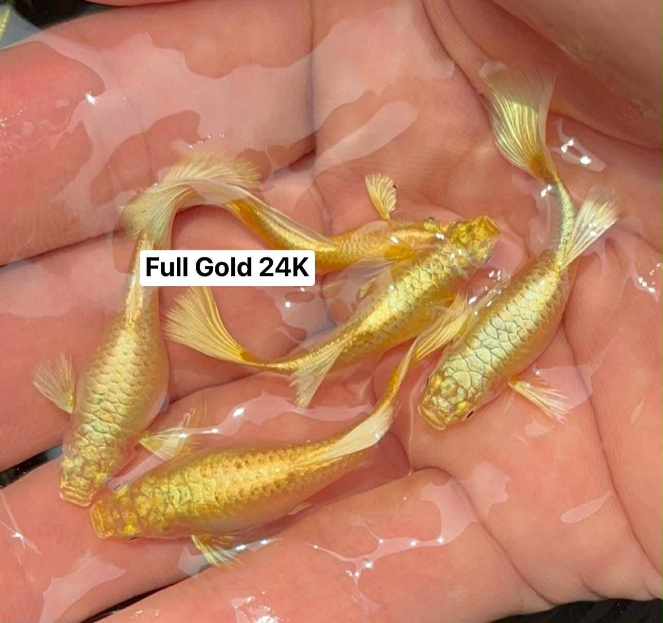 (LTG-006) Full Gold 24k Thai Fancy Guppy