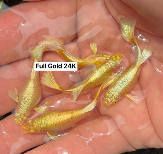 (LTG-006) Full Gold 24k Thai Fancy Guppy