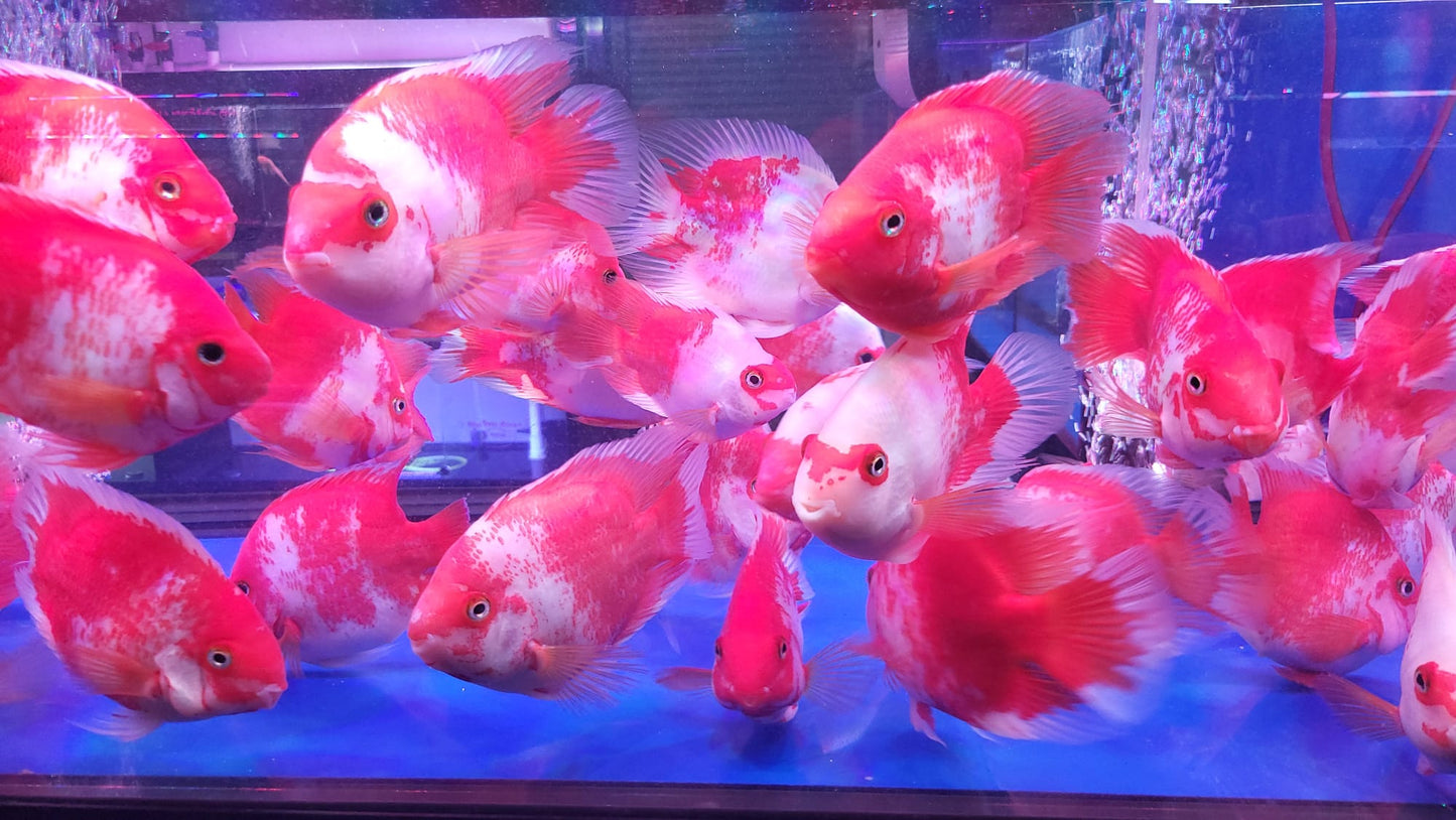 (LTP-003) Santa Blood Parrot