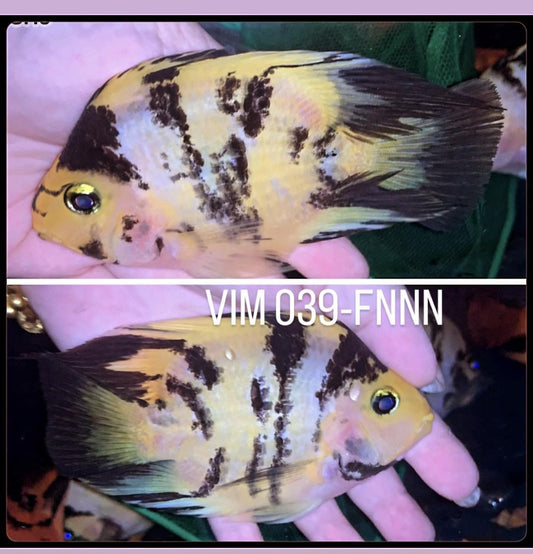 (LTP-002) Yellow Tiger Blood Parrot