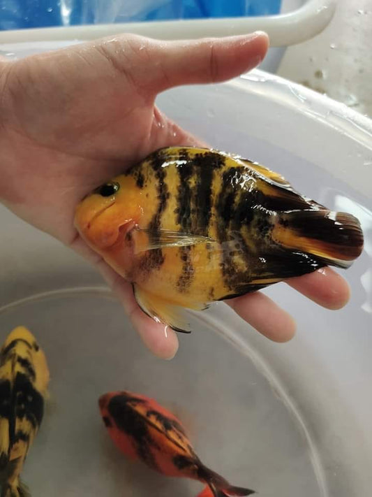 (LTP-002) Yellow Tiger Blood Parrot
