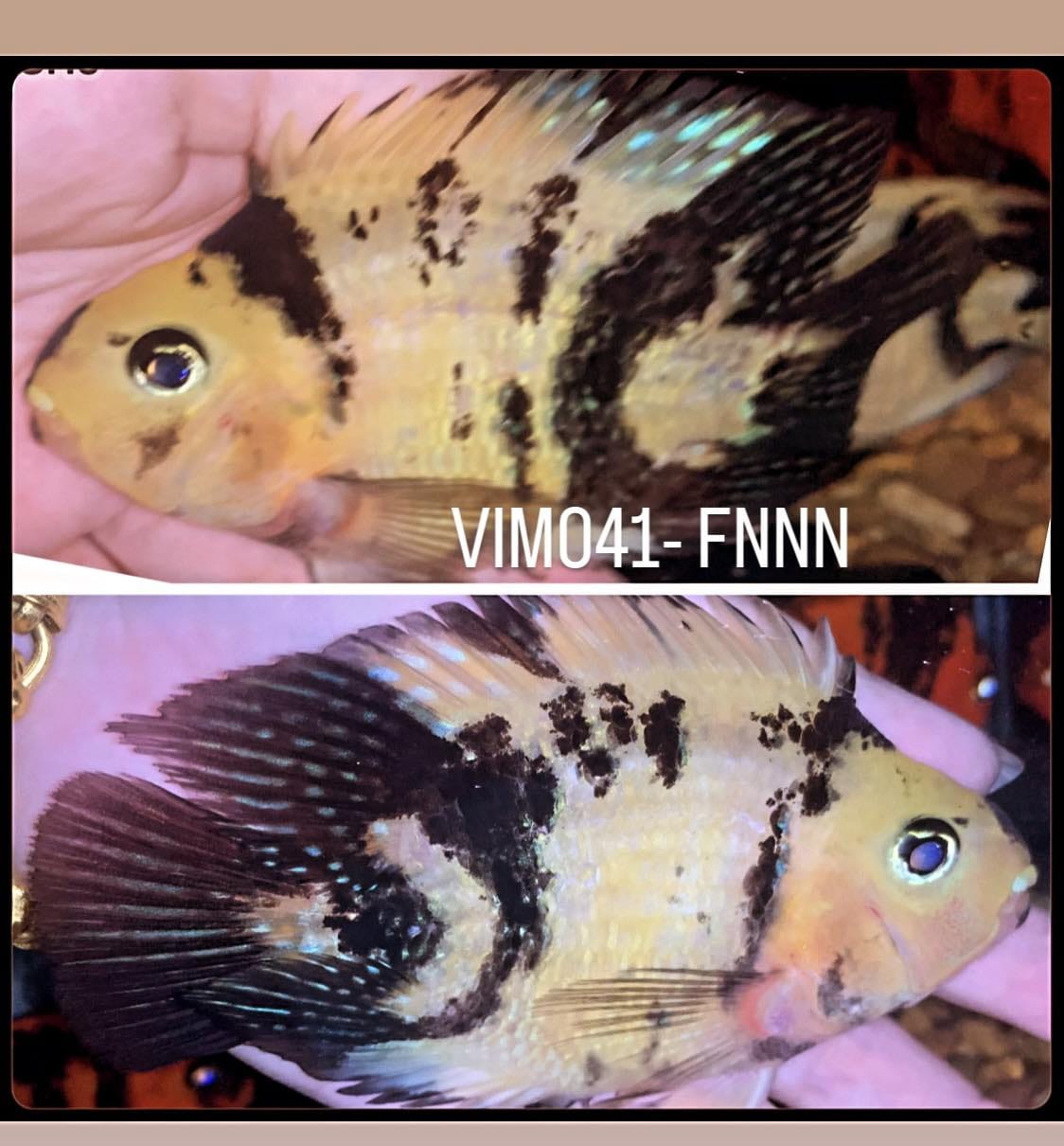 (LTP-002) Yellow Tiger Blood Parrot