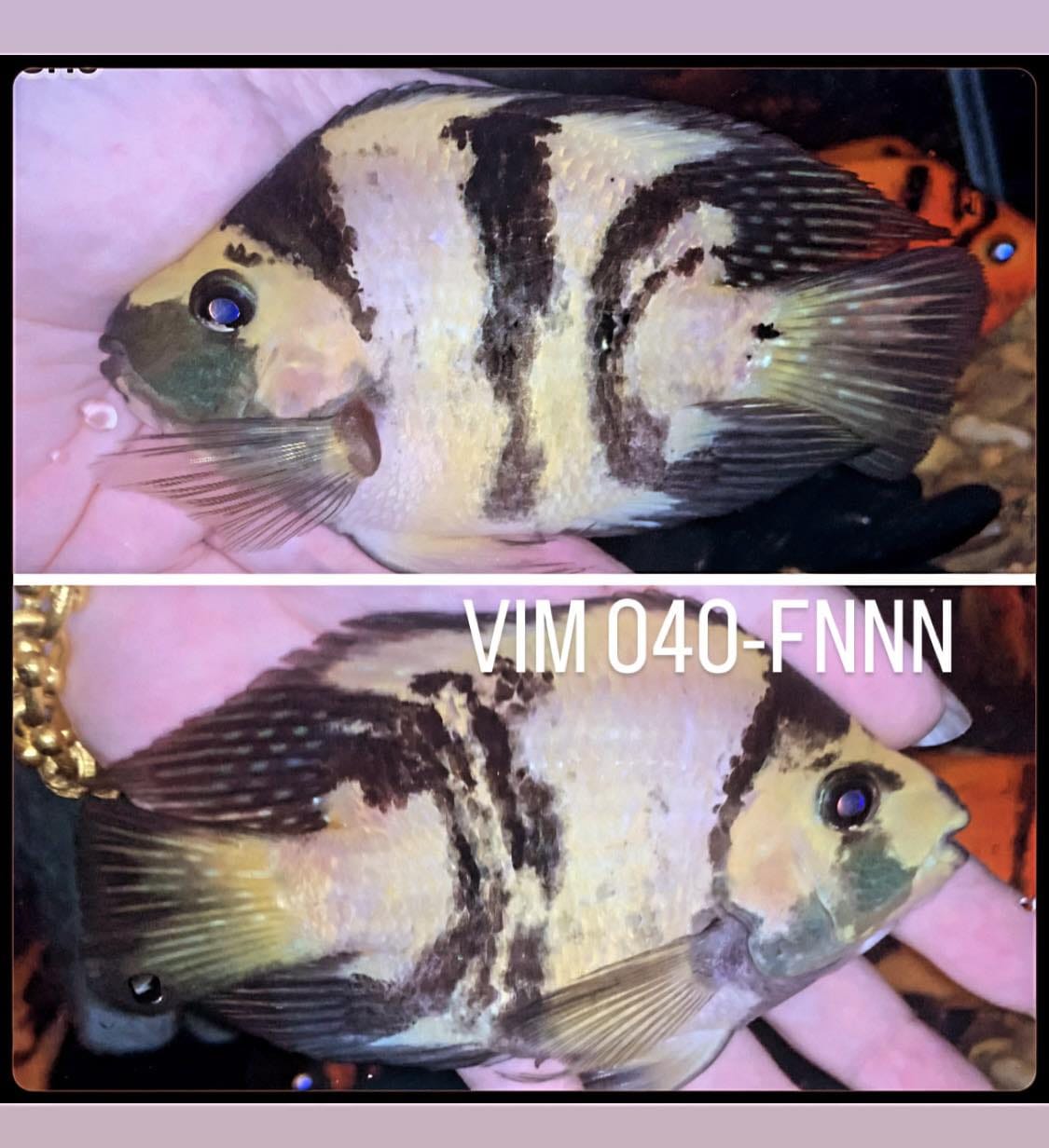 (LTP-002) Yellow Tiger Blood Parrot