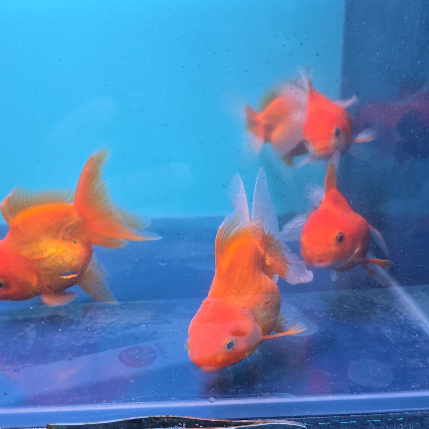 (ORA-01) Super Red Oranda Short Body High Quality Wholesale Bag - Pick Size and Quantity in Bag