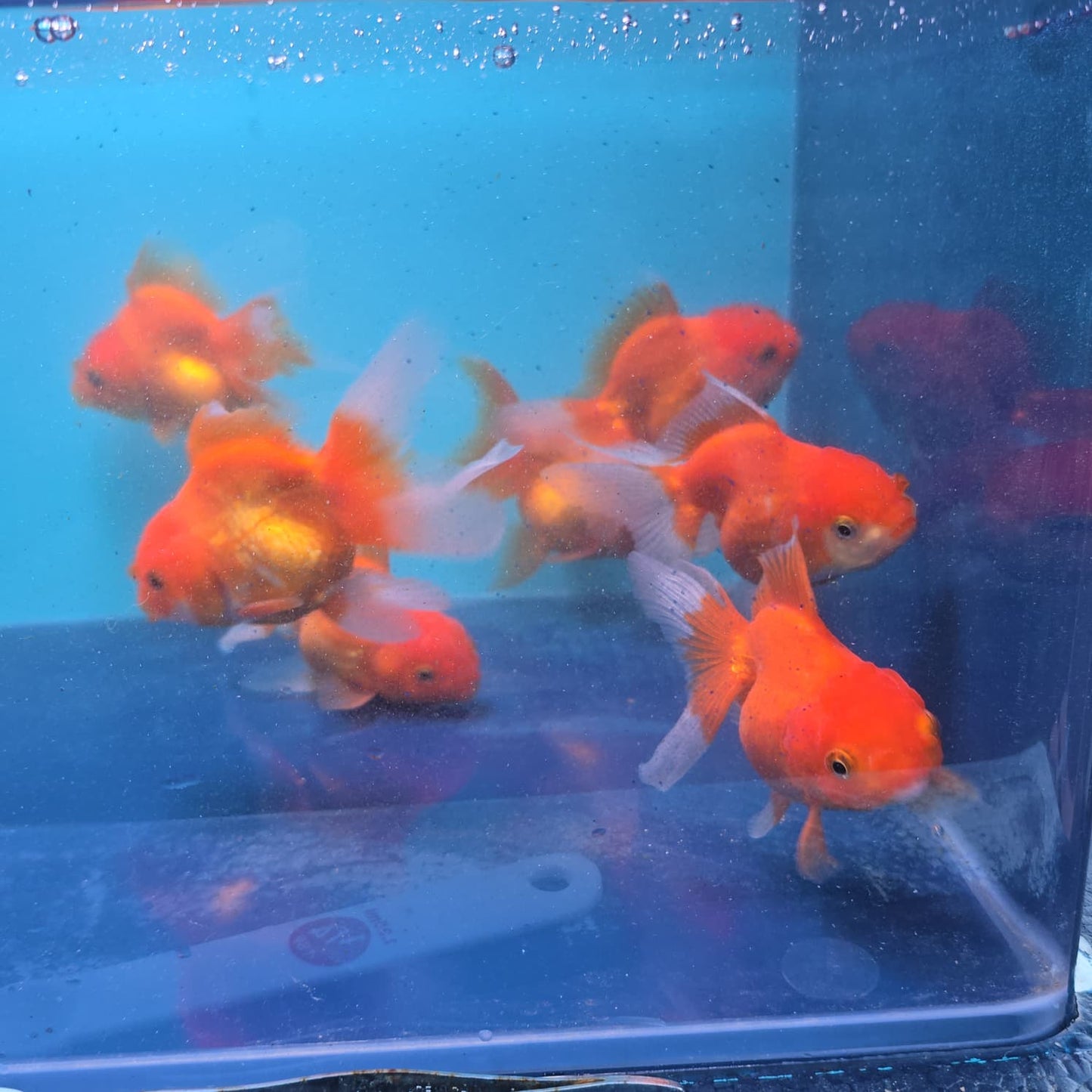 (ORA-01) Super Red Oranda Short Body High Quality Wholesale Bag - Pick Size and Quantity in Bag