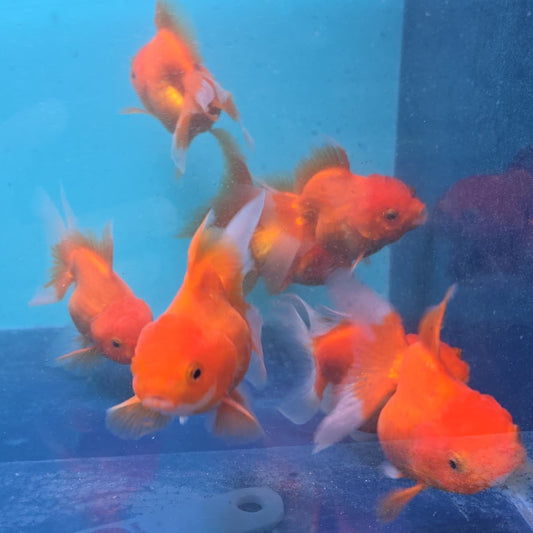 (ORA-01) Super Red Oranda Short Body High Quality Wholesale Bag - Pick Size and Quantity in Bag