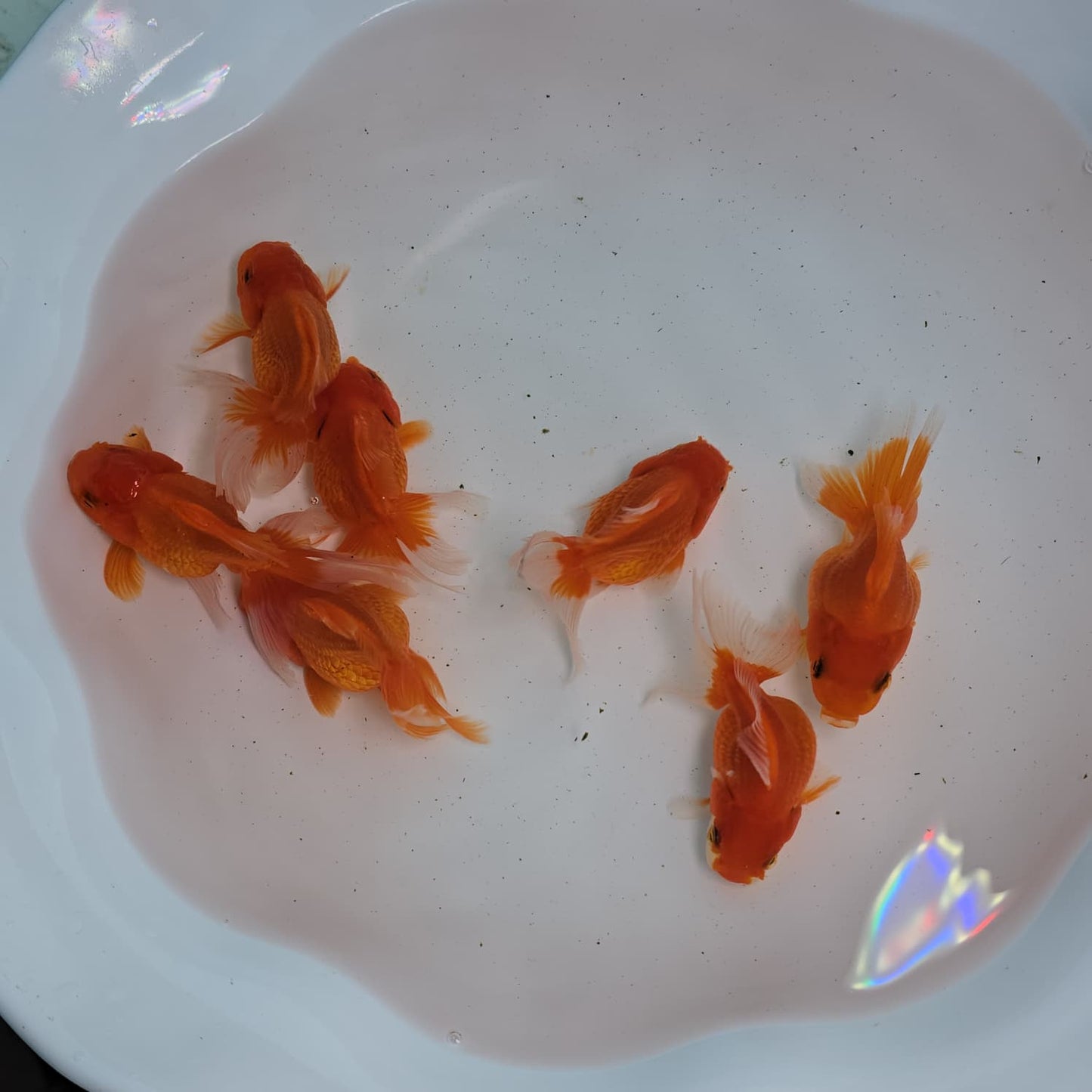 (ORA-01) Super Red Oranda Short Body High Quality Wholesale Bag - Pick Size and Quantity in Bag