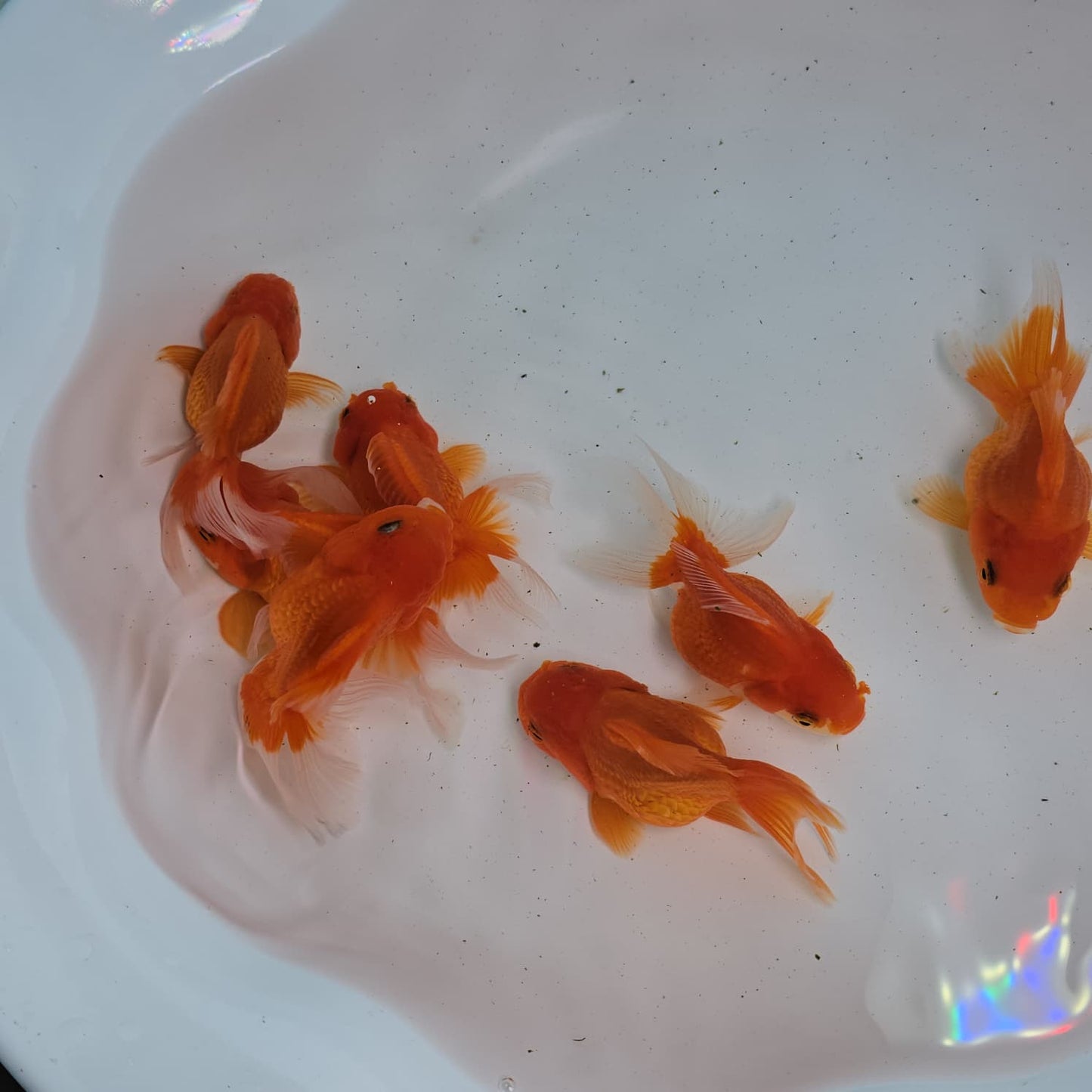 (ORA-01) Super Red Oranda Short Body High Quality Wholesale Bag - Pick Size and Quantity in Bag