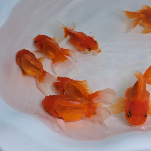 (ORA-01) Super Red Oranda Short Body High Quality Wholesale Bag - Pick Size and Quantity in Bag