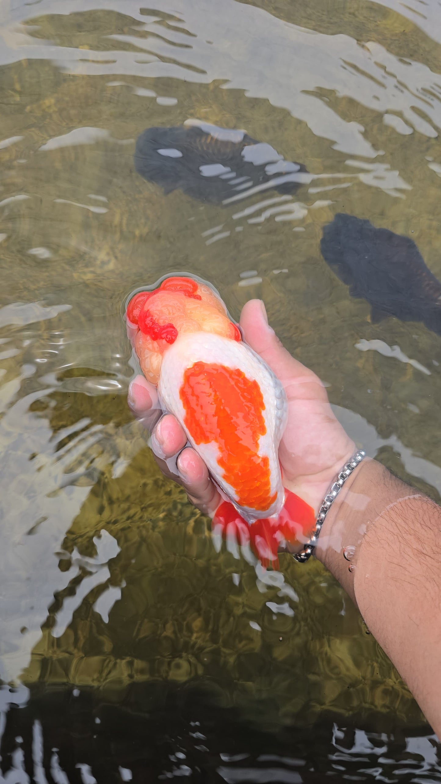 (RAN-02) Red and White Ranchu High Quality Wholesale Bag - Pick Size and Quantity in Bag