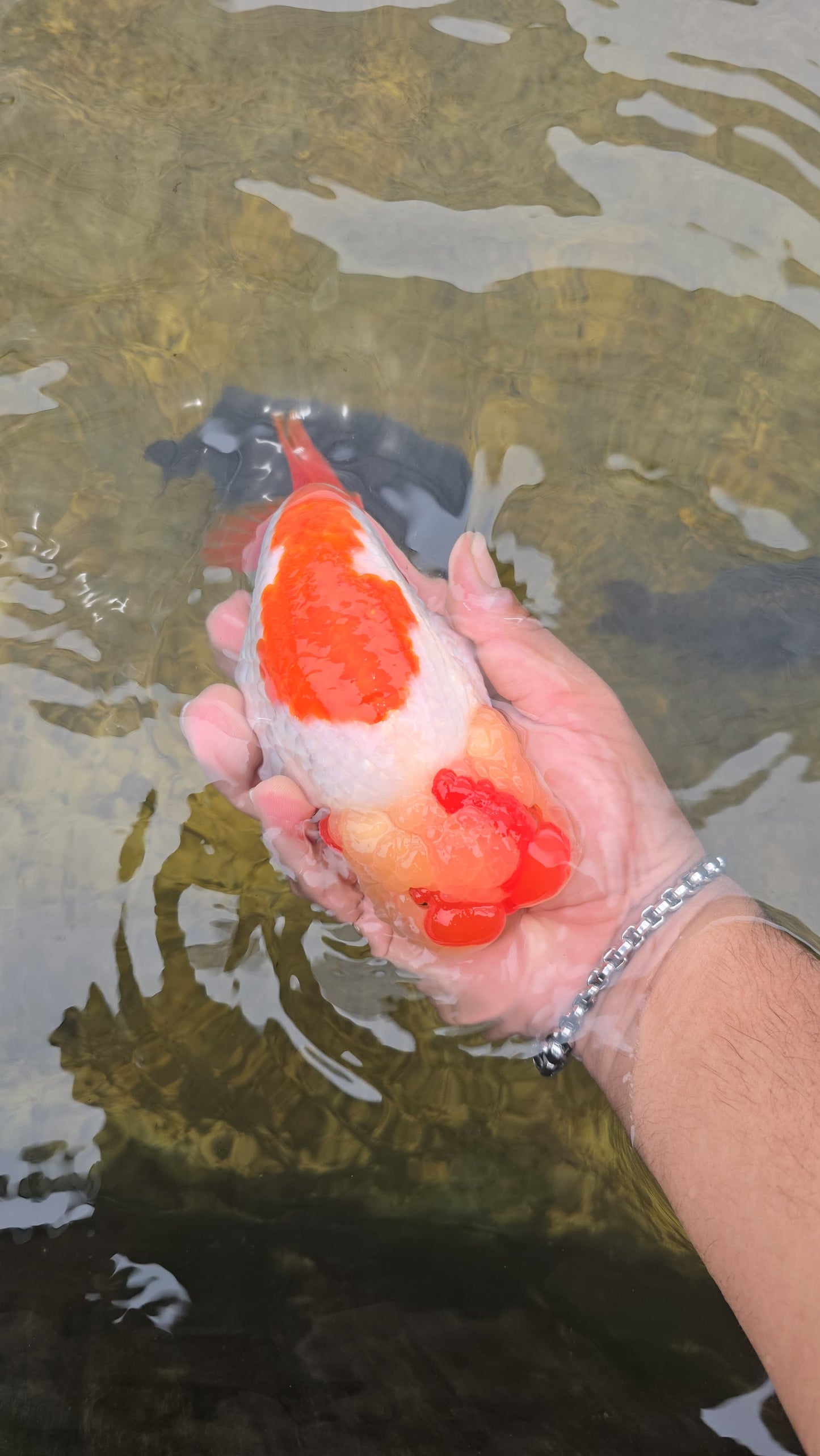 (RAN-02) Red and White Ranchu High Quality Wholesale Bag - Pick Size and Quantity in Bag