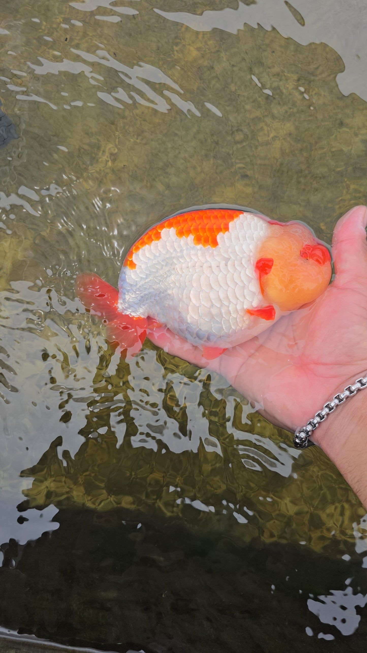 (RAN-02) Red and White Ranchu High Quality Wholesale Bag - Pick Size and Quantity in Bag