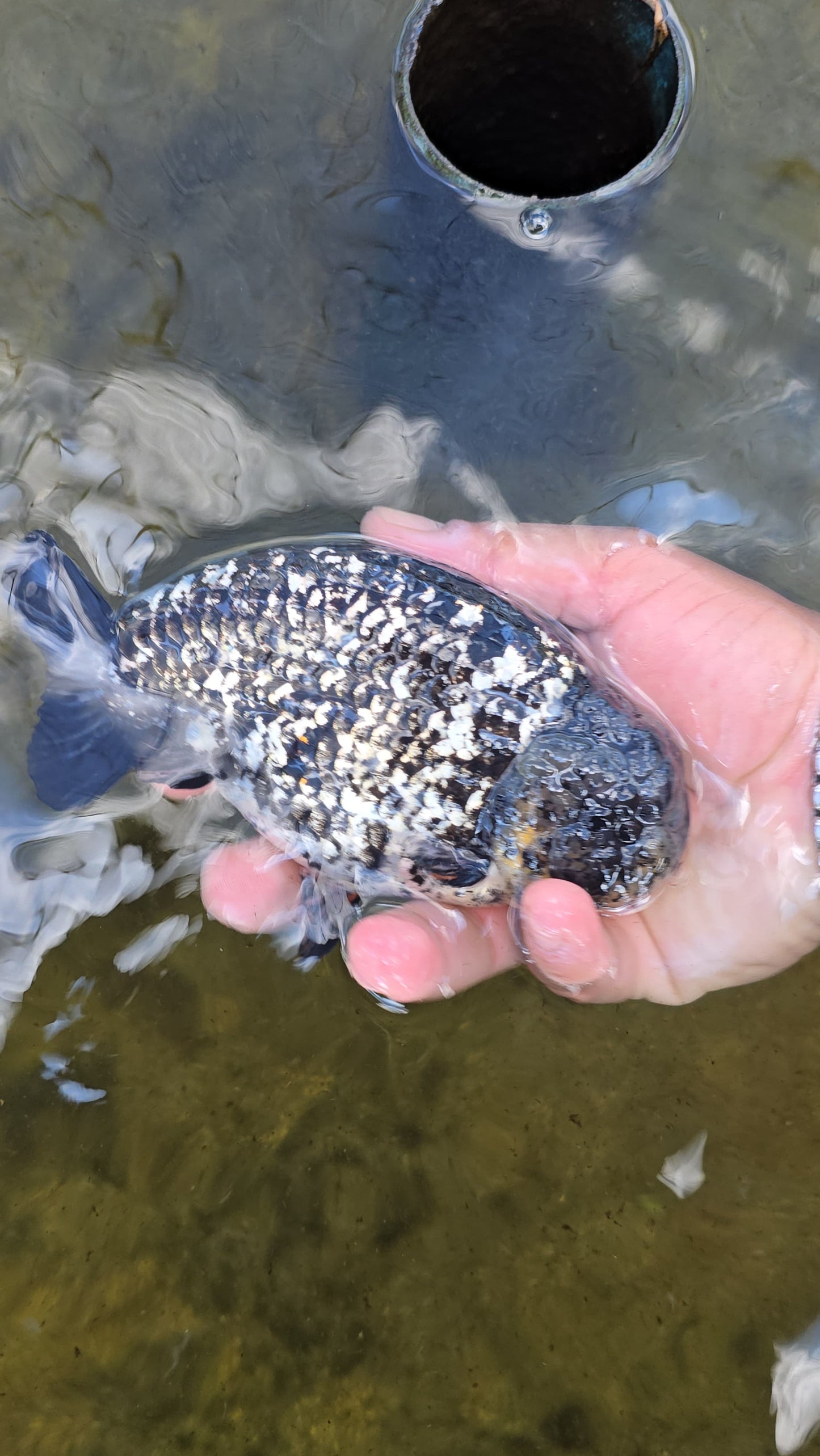 (RAN-18) Granite Ranchu High Quality Wholesale Bag - Pick Size and Quantity in Bag
