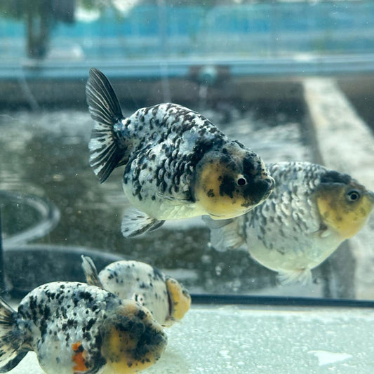 (RAN-18) Granite Ranchu High Quality Wholesale Bag - Pick Size and Quantity in Bag