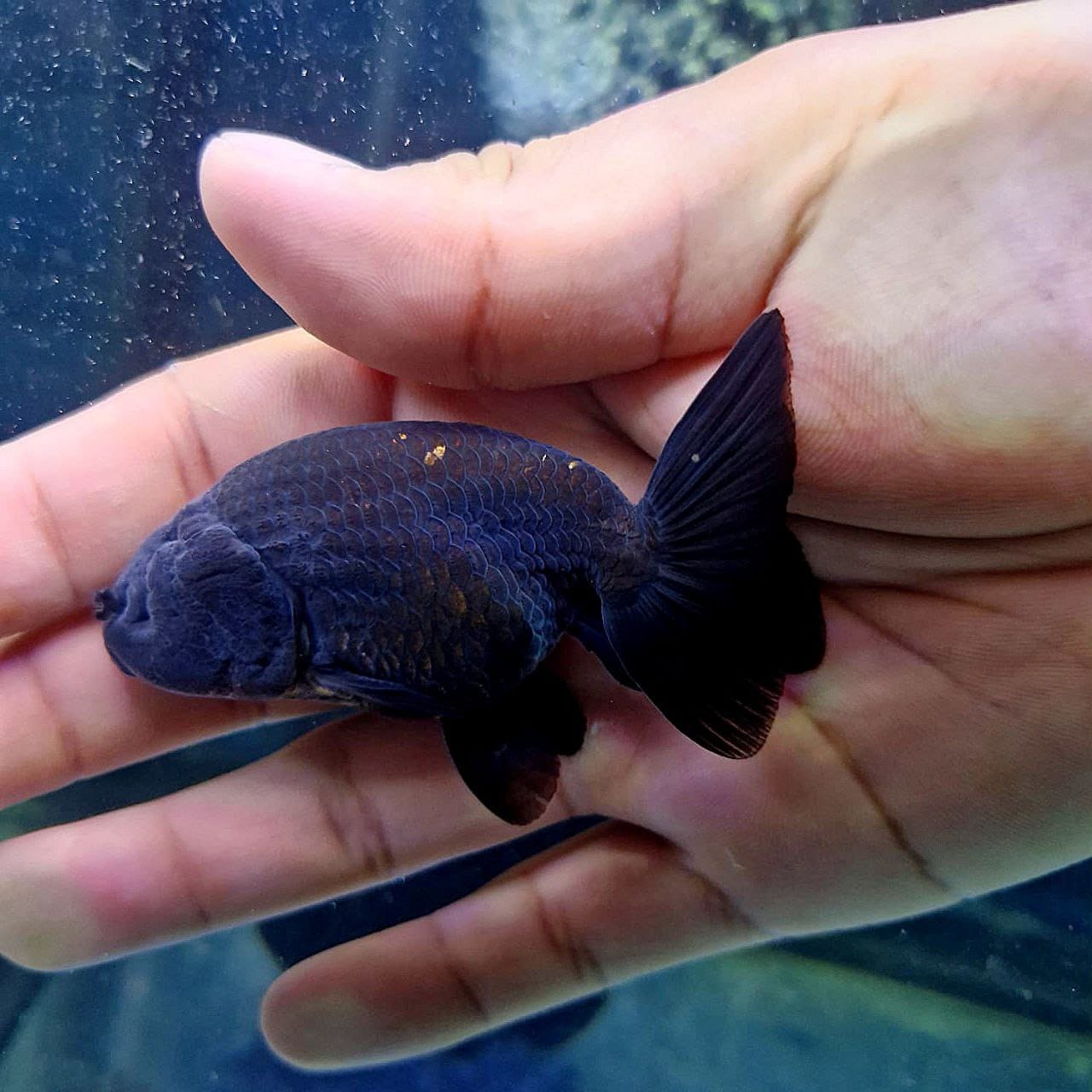 (RAN-03) Black Ranchu High Quality ''No Eye Thai Ranchu'' Wholesale Bag - Pick Size and Quantity in Bag