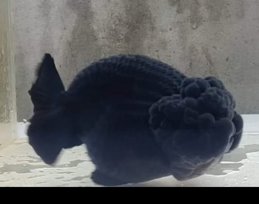 (RAN-03) Black Ranchu High Quality ''No Eye Thai Ranchu'' Wholesale Bag - Pick Size and Quantity in Bag