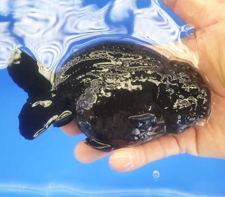 (RAN-03) Black Ranchu High Quality ''No Eye Thai Ranchu'' Wholesale Bag - Pick Size and Quantity in Bag