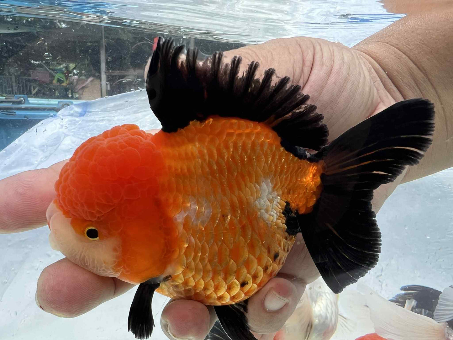 (ORA-08) Apache Oranda Short Body High Quality Wholesale Bag - Pick Size and Quantity in Bag