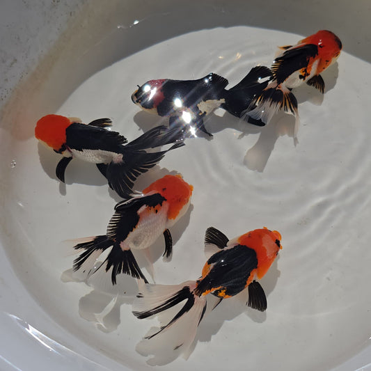 (ORA-09) Tri Color Oranda Short Body High Quality Wholesale Bag - Pick Size and Quantity in Bag