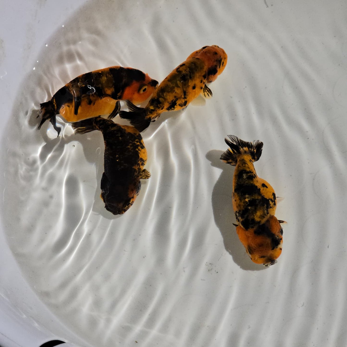 (RAN-13) Tiger Red Ranchu High Quality Wholesale Bag - Pick Size and Quantity in Bag