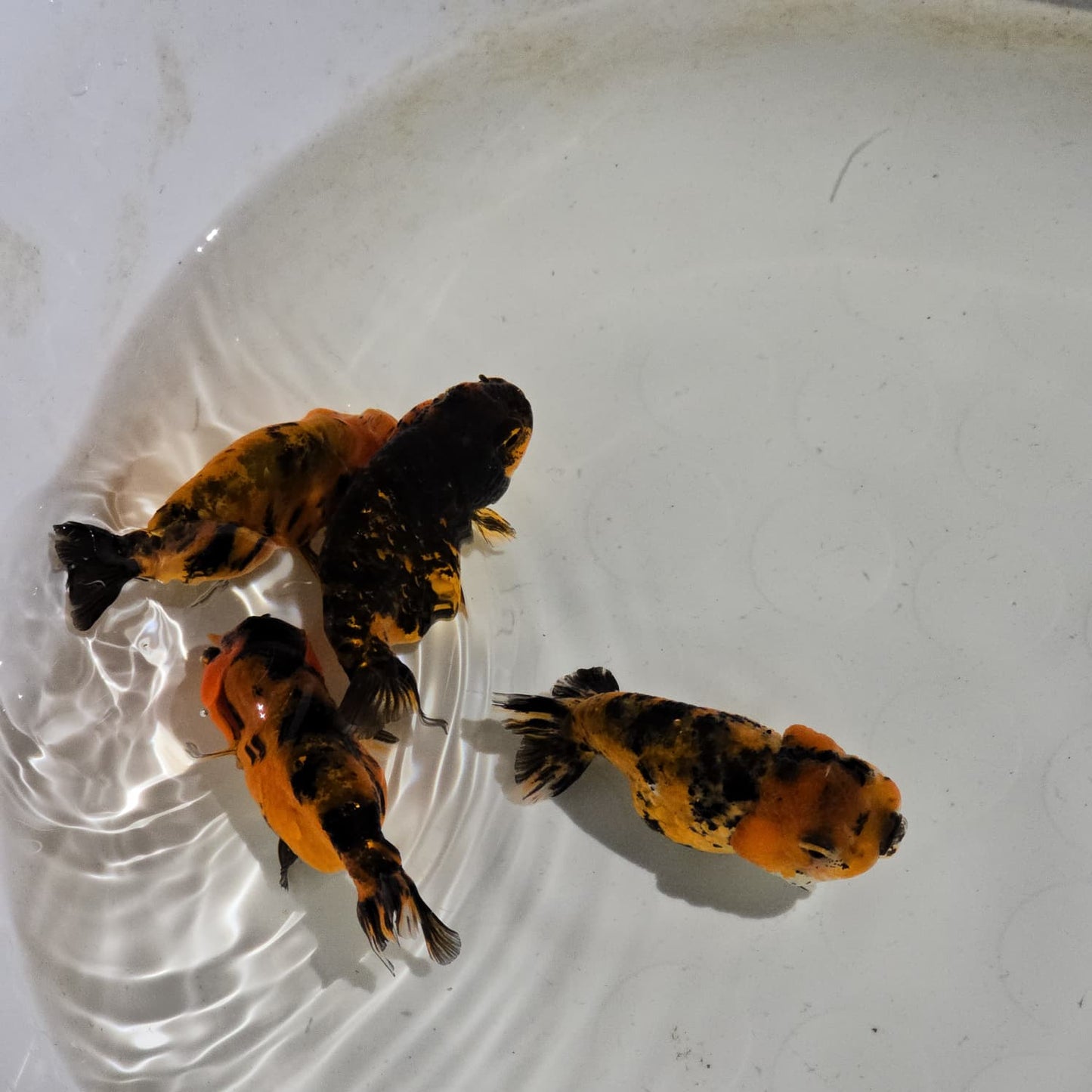 (RAN-13) Tiger Red Ranchu High Quality Wholesale Bag - Pick Size and Quantity in Bag