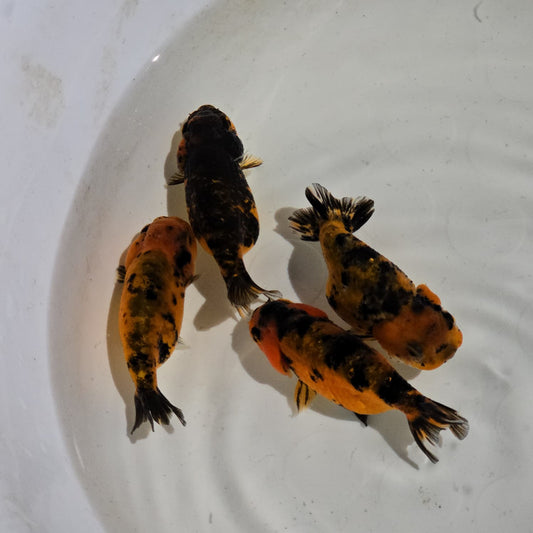 (RAN-13) Tiger Red Ranchu High Quality Wholesale Bag - Pick Size and Quantity in Bag