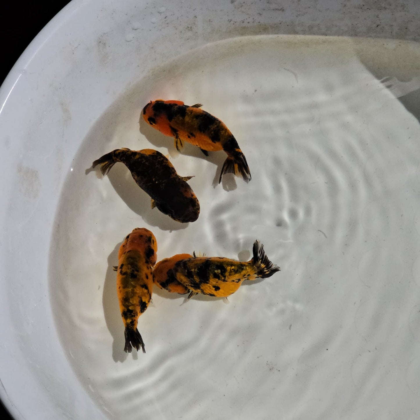 (RAN-13) Tiger Red Ranchu High Quality Wholesale Bag - Pick Size and Quantity in Bag