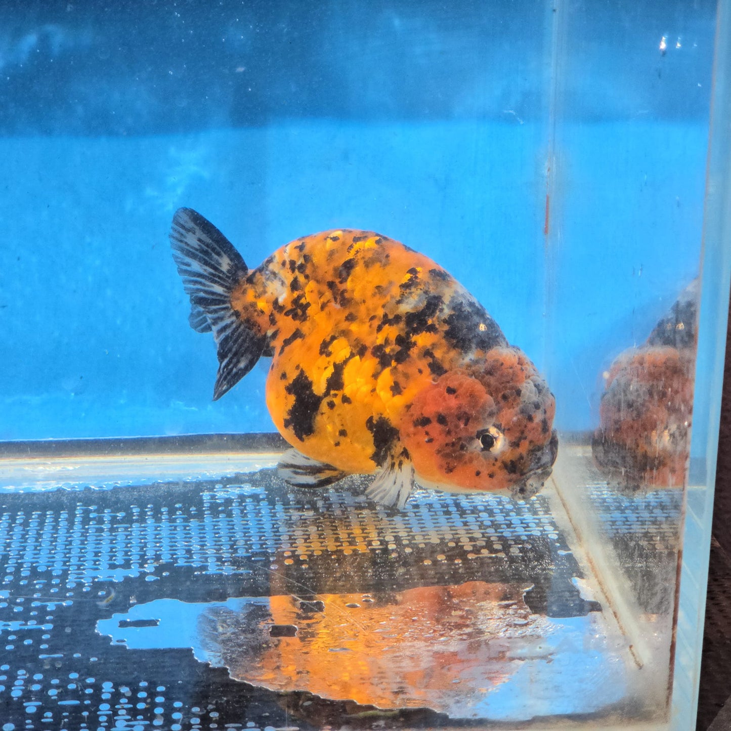(RAN-13) Tiger Red Ranchu High Quality Wholesale Bag - Pick Size and Quantity in Bag