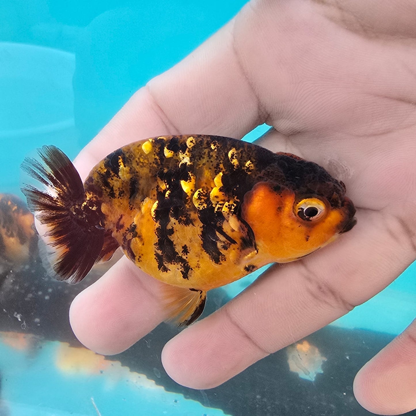 (RAN-13) Tiger Red Ranchu High Quality Wholesale Bag - Pick Size and Quantity in Bag