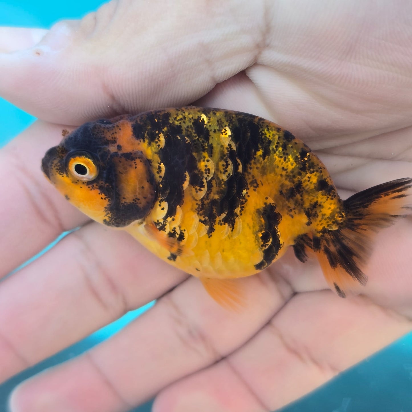 (RAN-13) Tiger Red Ranchu High Quality Wholesale Bag - Pick Size and Quantity in Bag