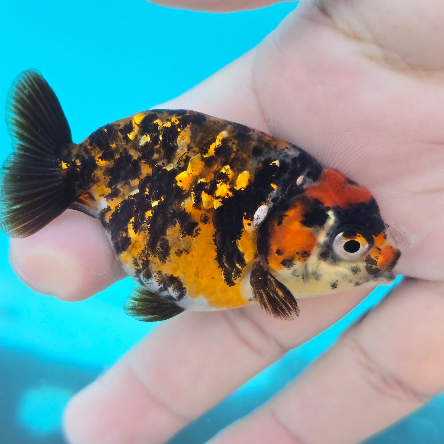 (RAN-13) Tiger Red Ranchu High Quality Wholesale Bag - Pick Size and Quantity in Bag