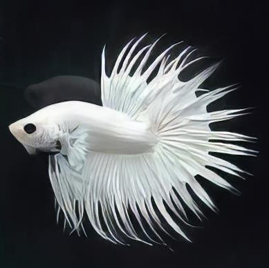 white crowntail male betta