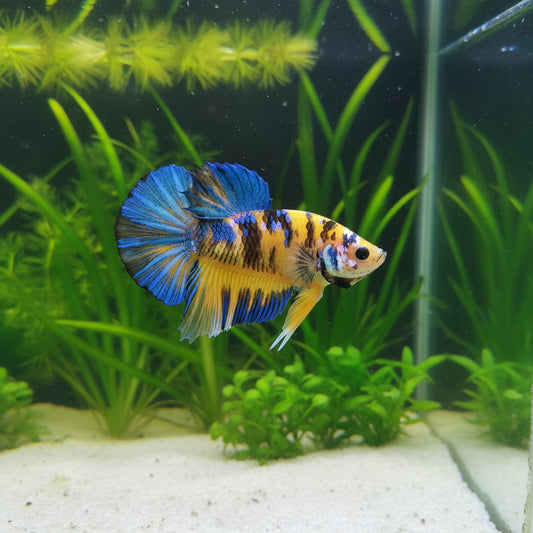 Yellow koi galaxy plakat male betta