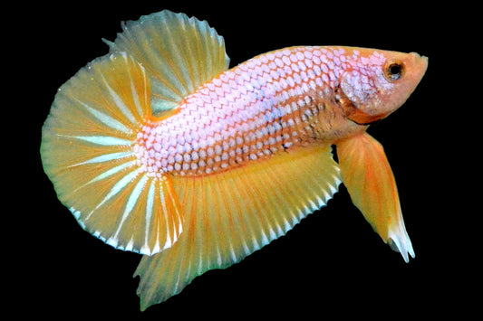 yellow dragon male betta plakat