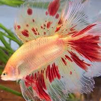 armaggedon Halfmoon betta
