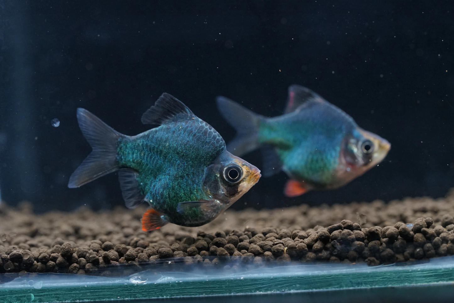 balloon green tiger barb