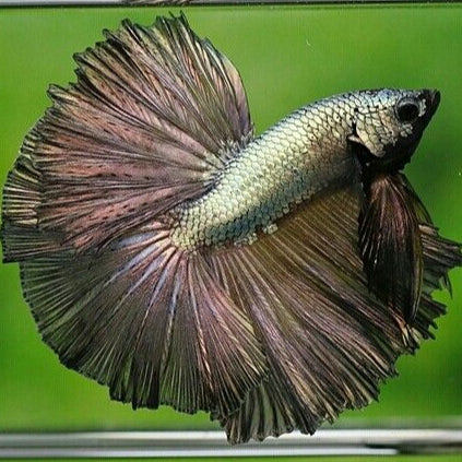 black copper dragon Male Betta Halfmoon