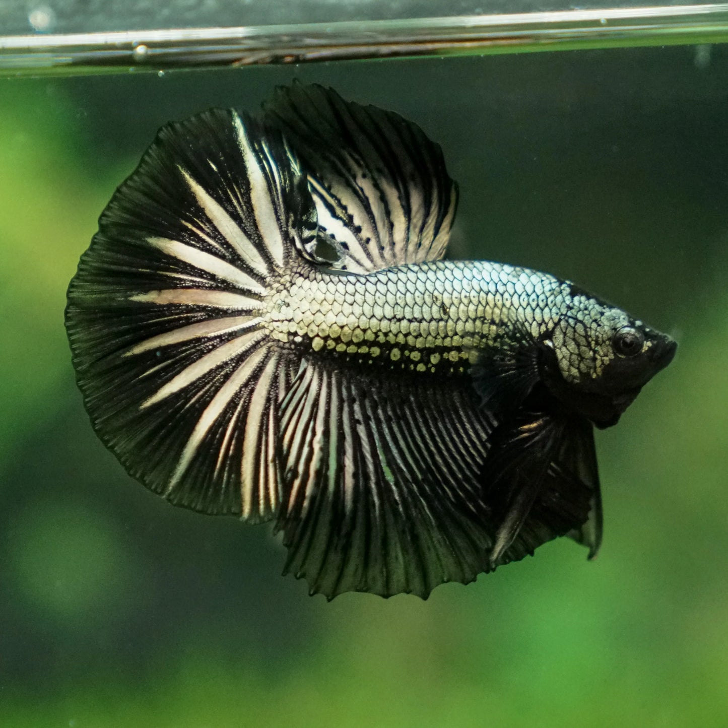 Black copper dragon halfmoon male betta