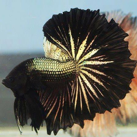 black copper halfmoon male betta