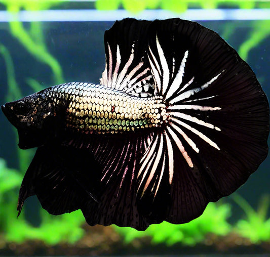black dragon halfmoon male betta