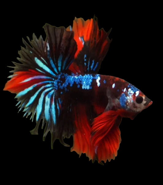 black koi galaxy halfmoon male betta