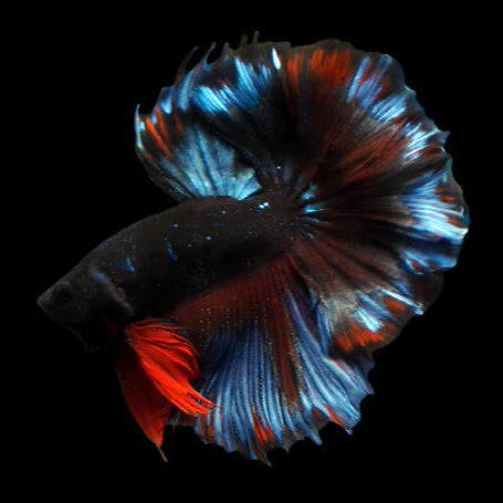 Black koi halfmoon male betta