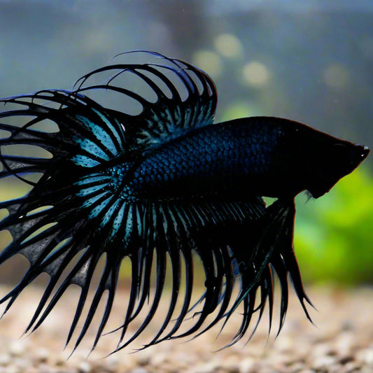 Black orchid crowntail male betta