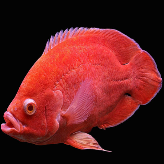 BLOODY RED OSCAR