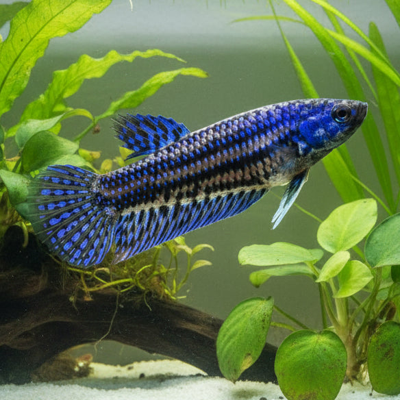 blue alien wild female betta